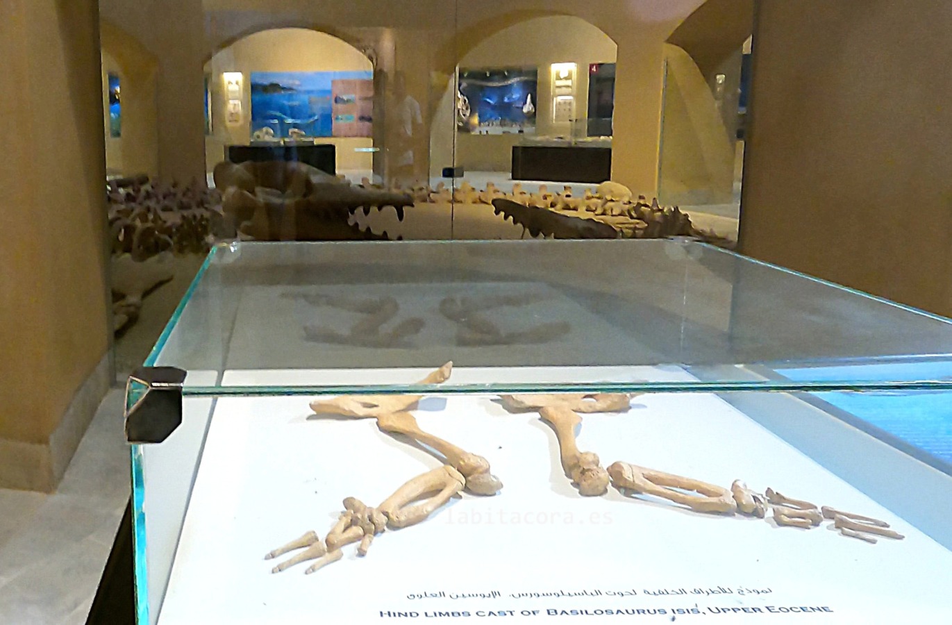 Las patitas de Basilosaurus Isis, del eoceno superior expuesto en el museo de Wadi El Hitan en El Fayum, Egipto