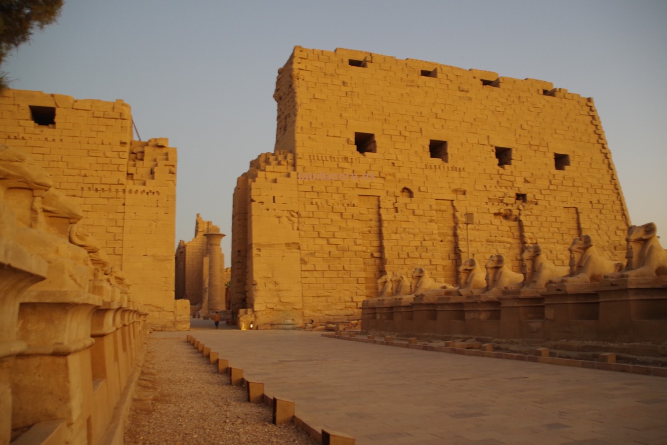 Los carneros del templo de Karnak, en la avenida procesional de las esfinges, Lúxor. Egipto.
