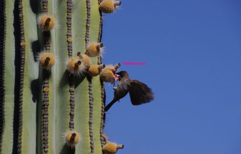 Uno de los enormes cactus de los Jardines Majorelle de Marrakech