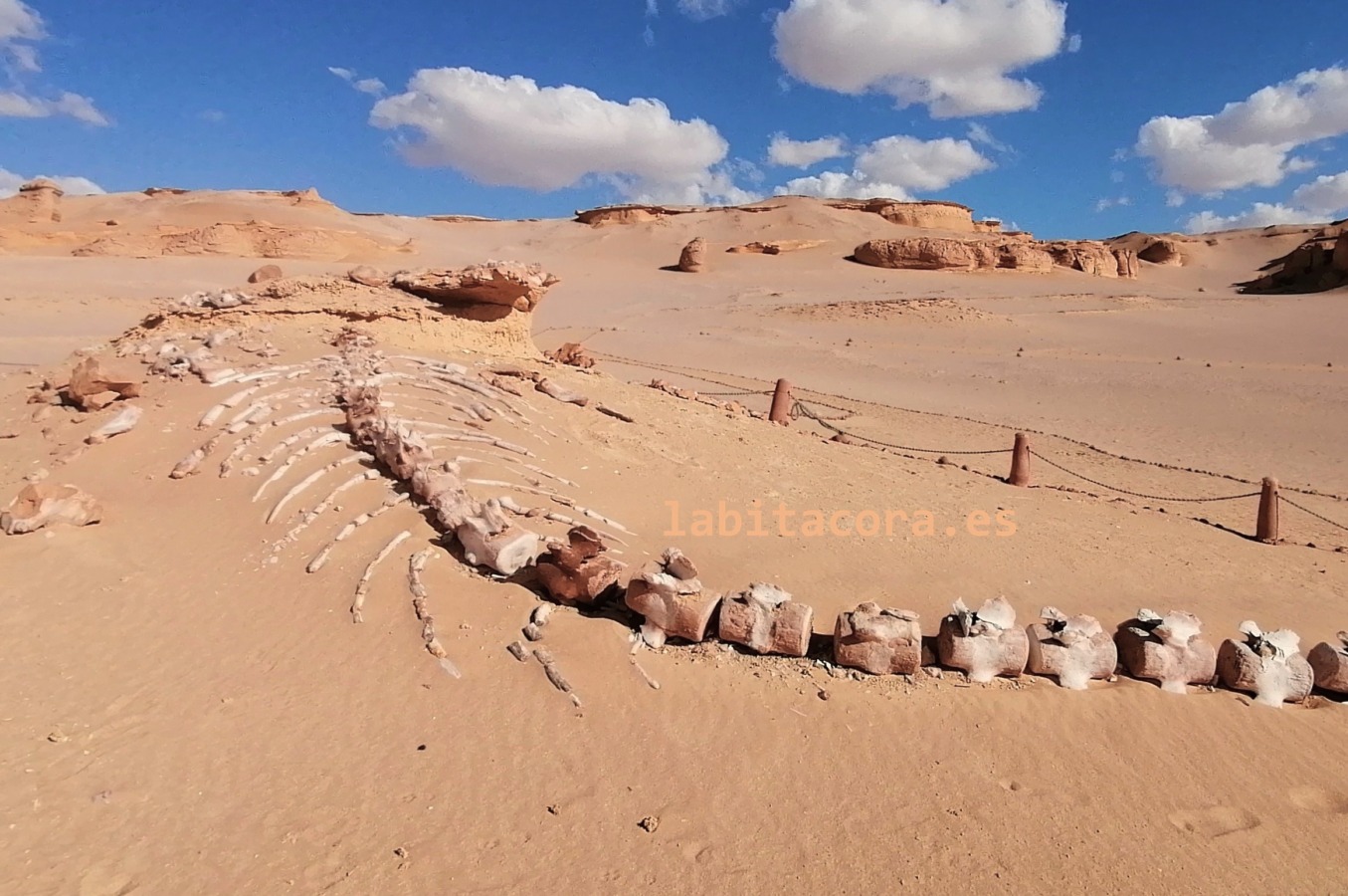 Fósil en el Valle de las Ballenas, en El Fayum. Egipto