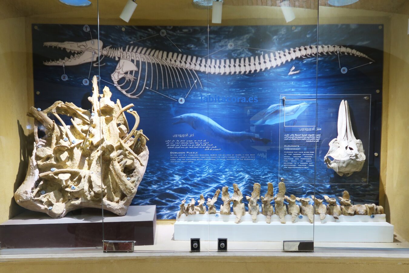 Vitrina con un esqueleto de ballena en el museo del Valle de las Ballenas, en El Fayum. Egipto.