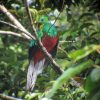 El herboso quetzal