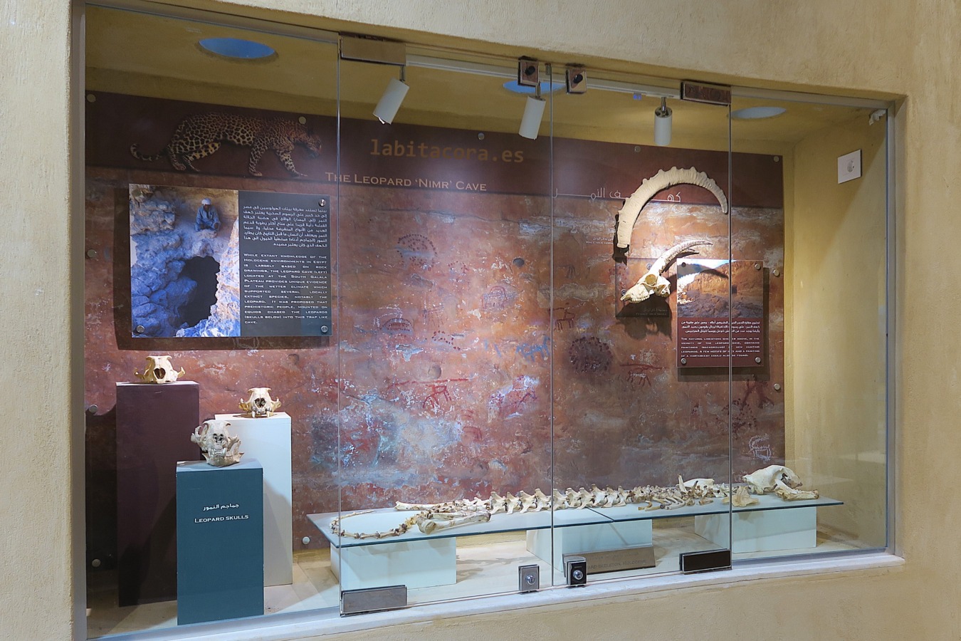 Vitrina con un esqueleto de mamíferos terrestres en el museo del Valle de las Ballenas, en El Fayum. Egipto.