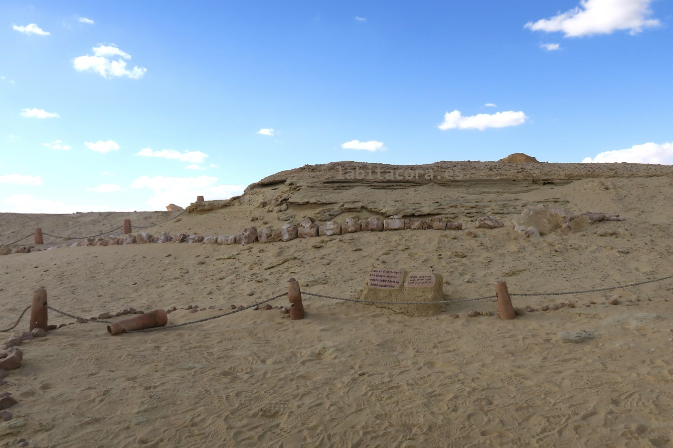Fósil de una ballena prehistórica en el Valle de las Ballenas, en El Fayum. Egipto
