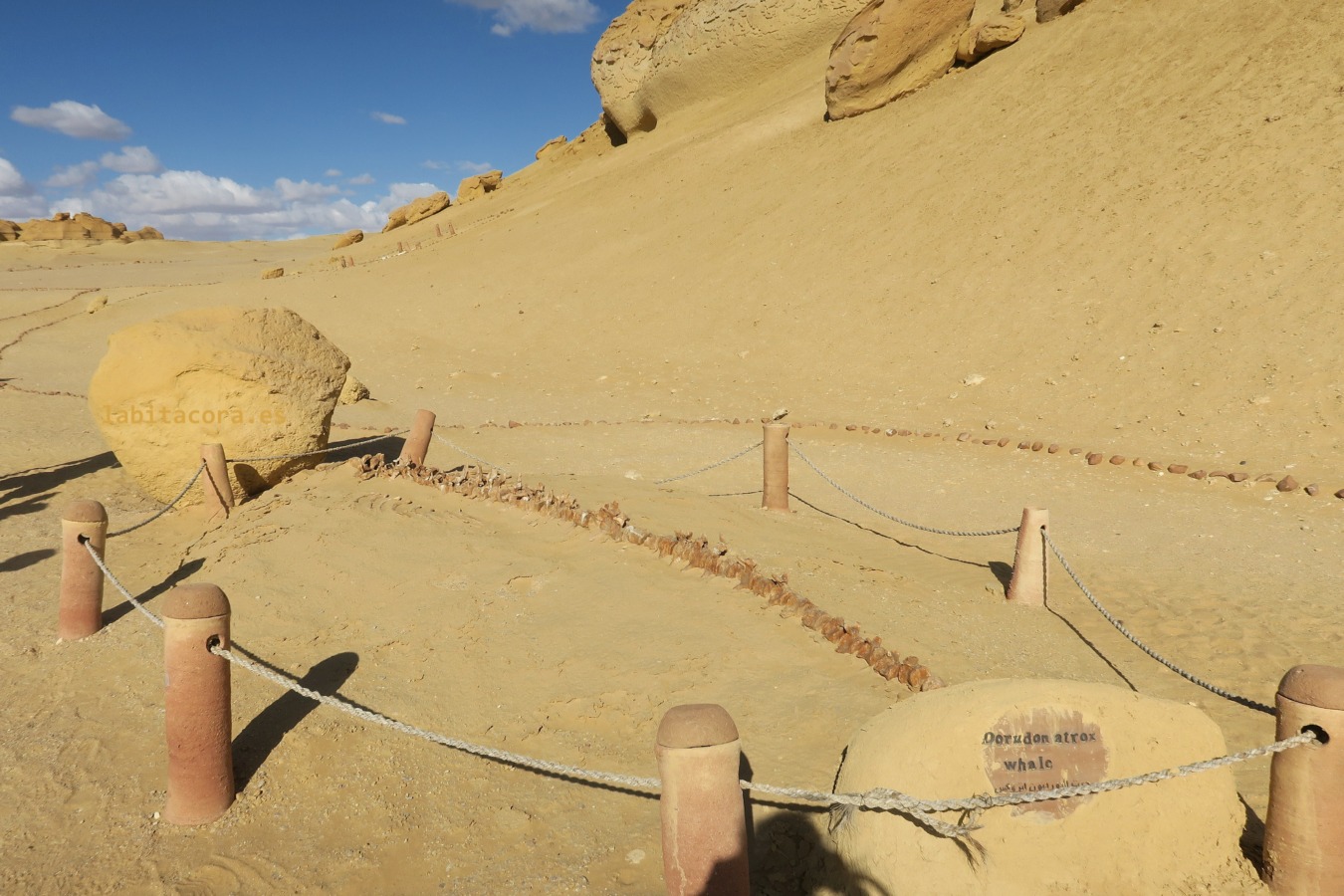 Una de las ballenas expuestas en el museo al aire libre de Wadi El Hitan en El Fayum, Egipto