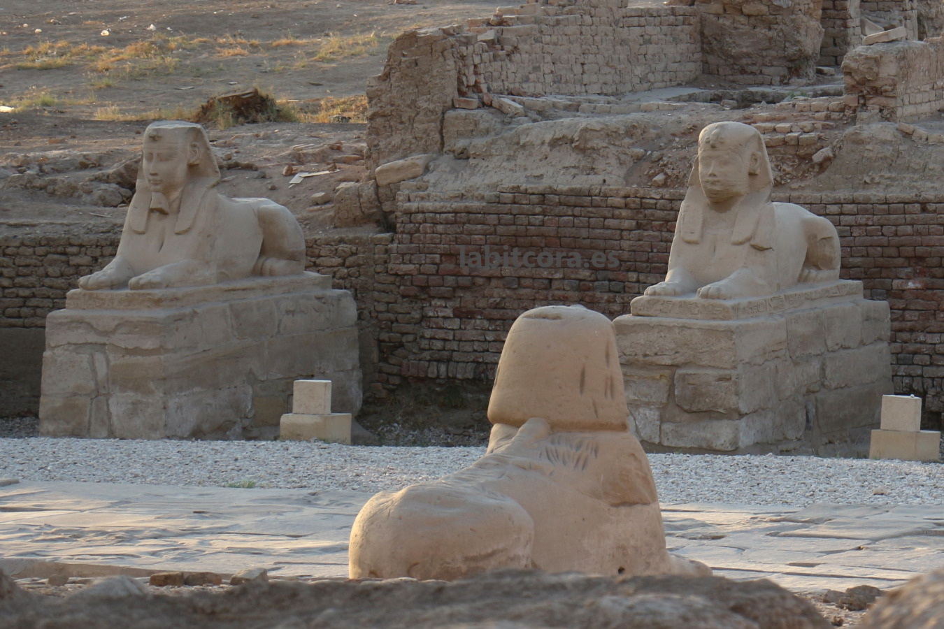 Esfinges de la avenida procesional del templo de Lúxor que unían el templo de Karnak en la fiesta de Opet, uno de los más importantes del antiguo Egipto, Lúxor.